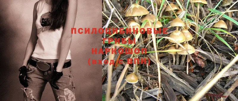 Галлюциногенные грибы Magic Shrooms  Куртамыш 